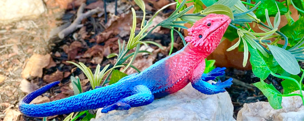 Make way for the NEW Mwanza Flat-Headed Rock Agama