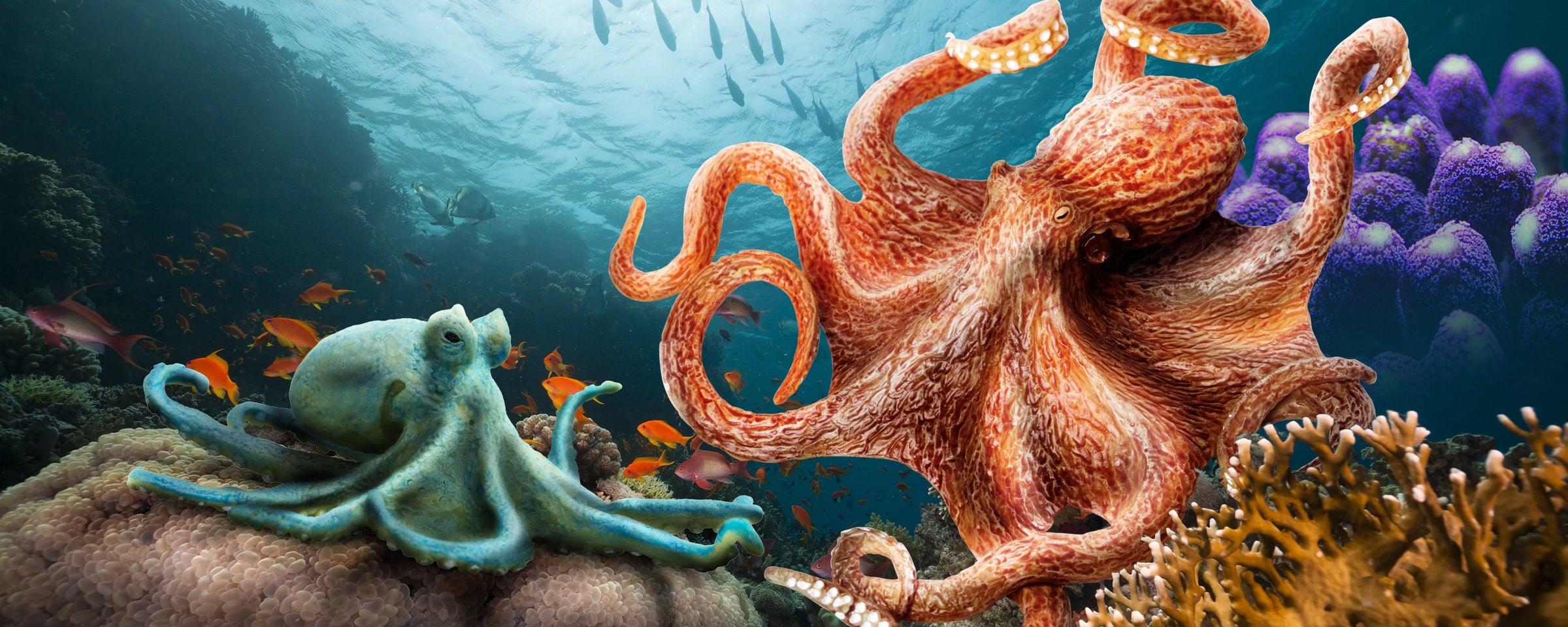 Wrap Your Arms Around World Octopus Day - Safari Ltd®