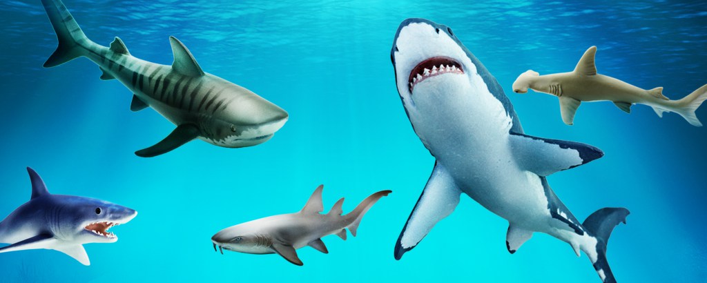 Hungry Shark World - A Guide on the Different Sharks and Size