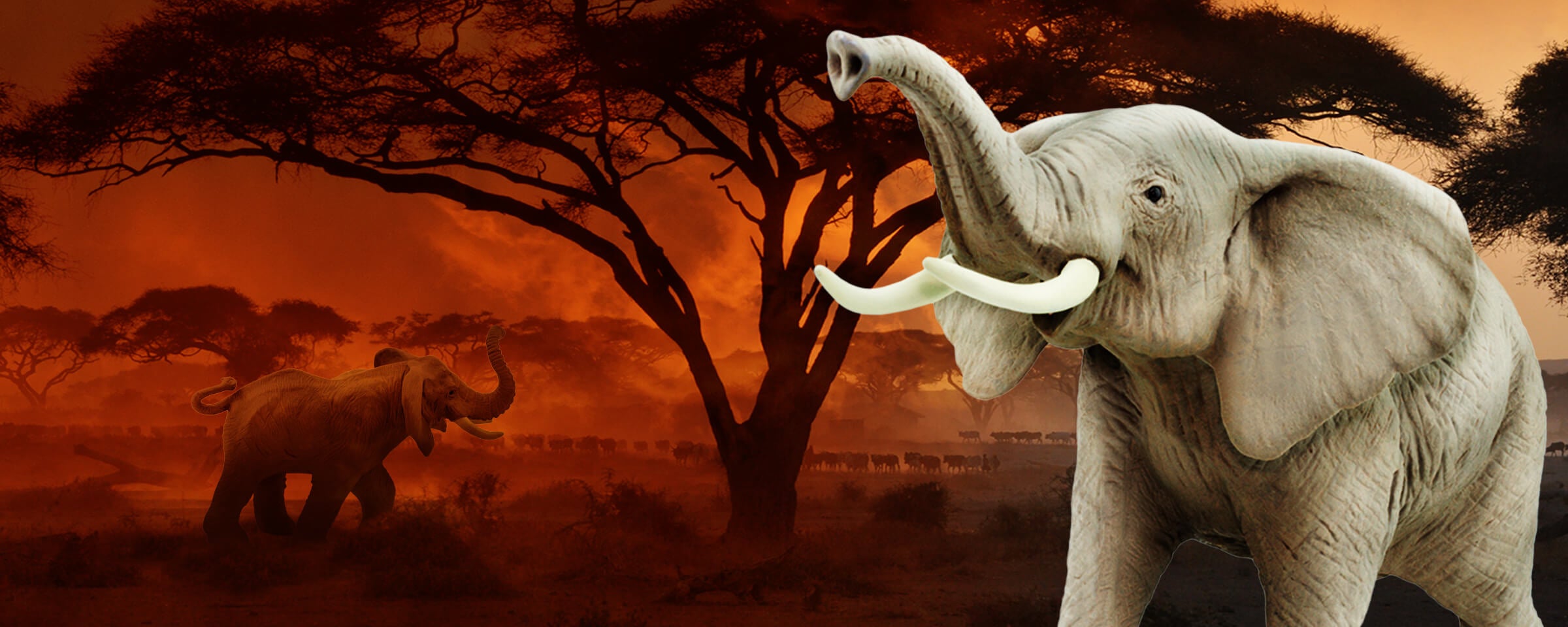 Never Forget World Elephant Day! - Safari Ltd®