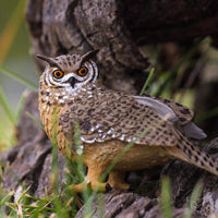 Eagle Owl