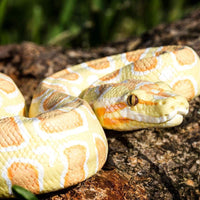 Albino Burmese Python Toy Snake