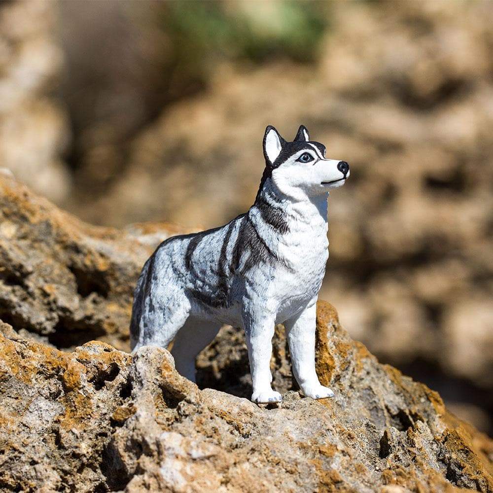 Siberian Husky - Safari Ltd®