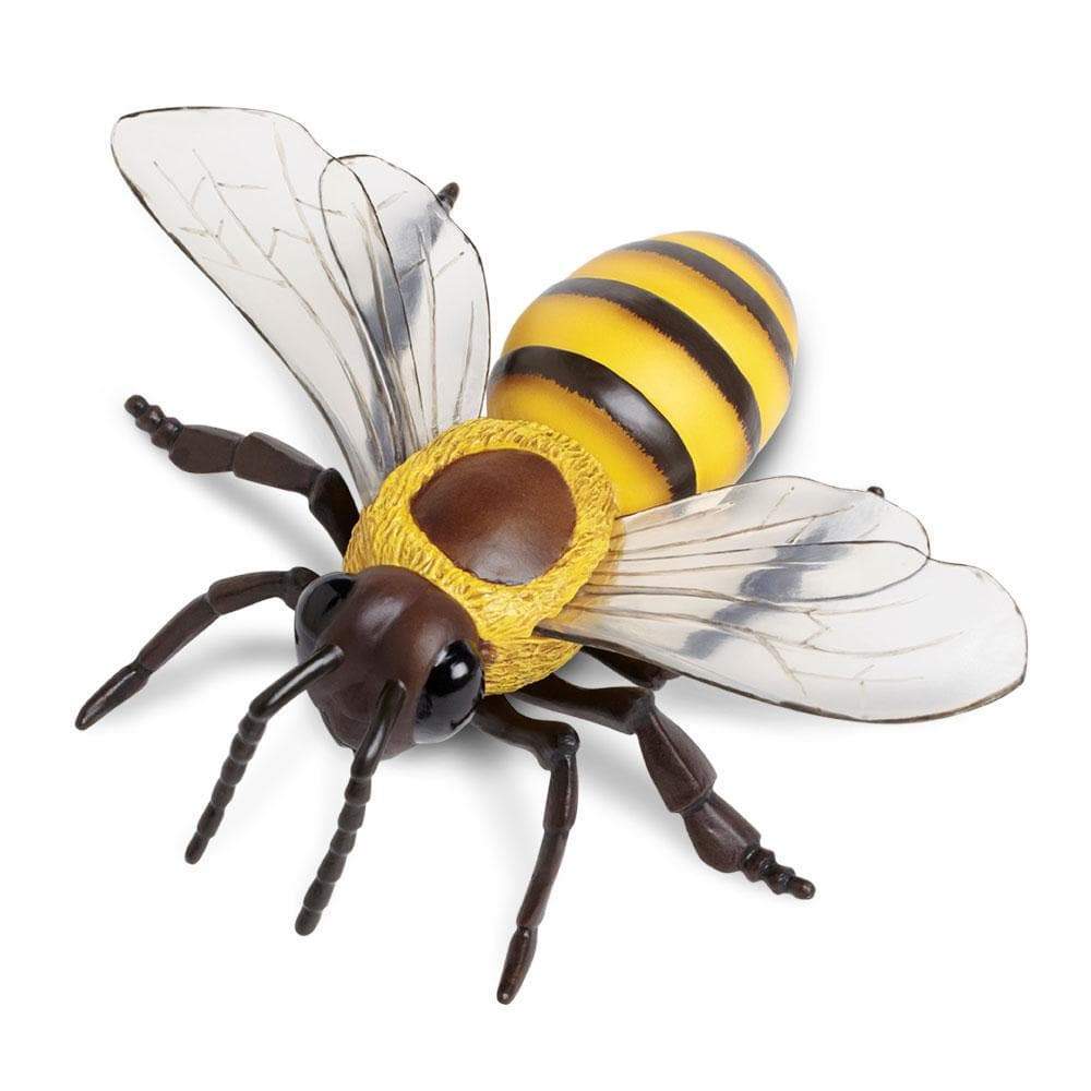  Safari Ltd. Life Cycle of a Honey Bee - Educational Toy  Figurines - Miniature Bee Lifecycle Collection for Boys, Girls & Kids Age  4+ : Office Products