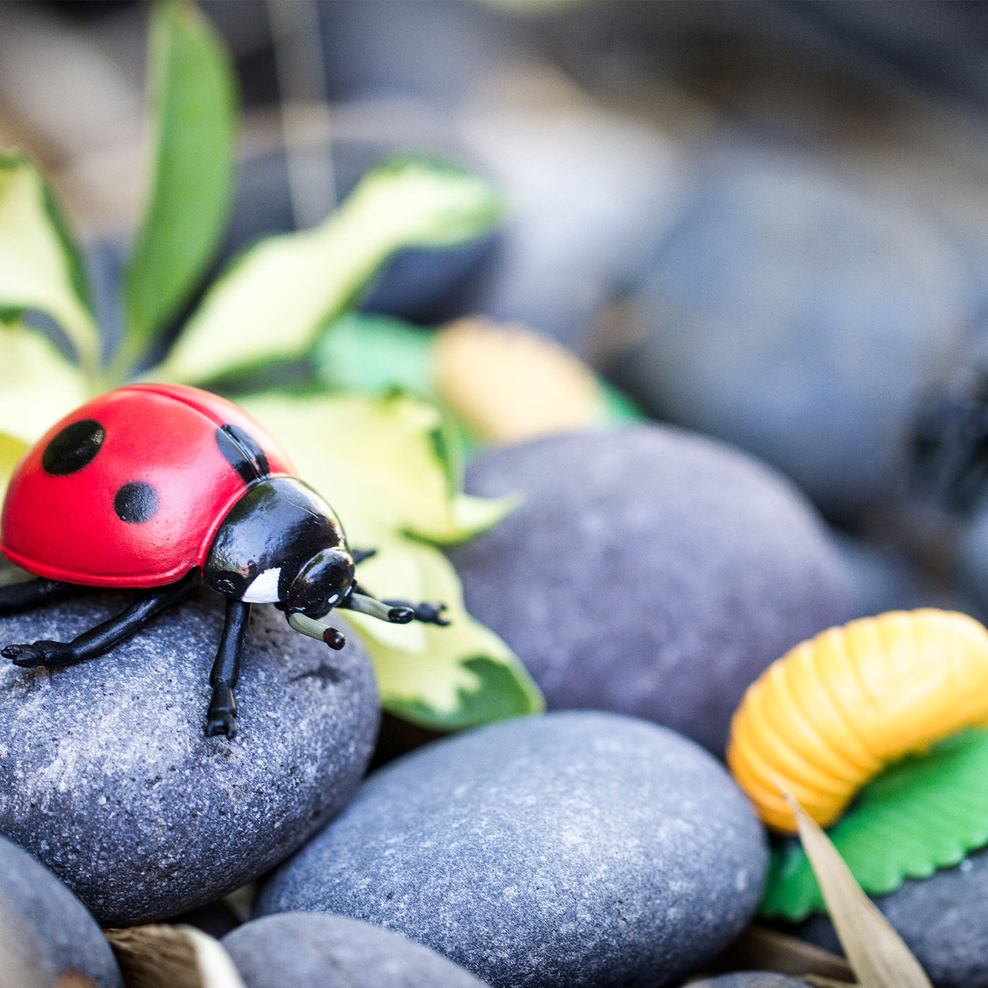 Life Cycle of a Ladybug | Safariology® | Safari Ltd®