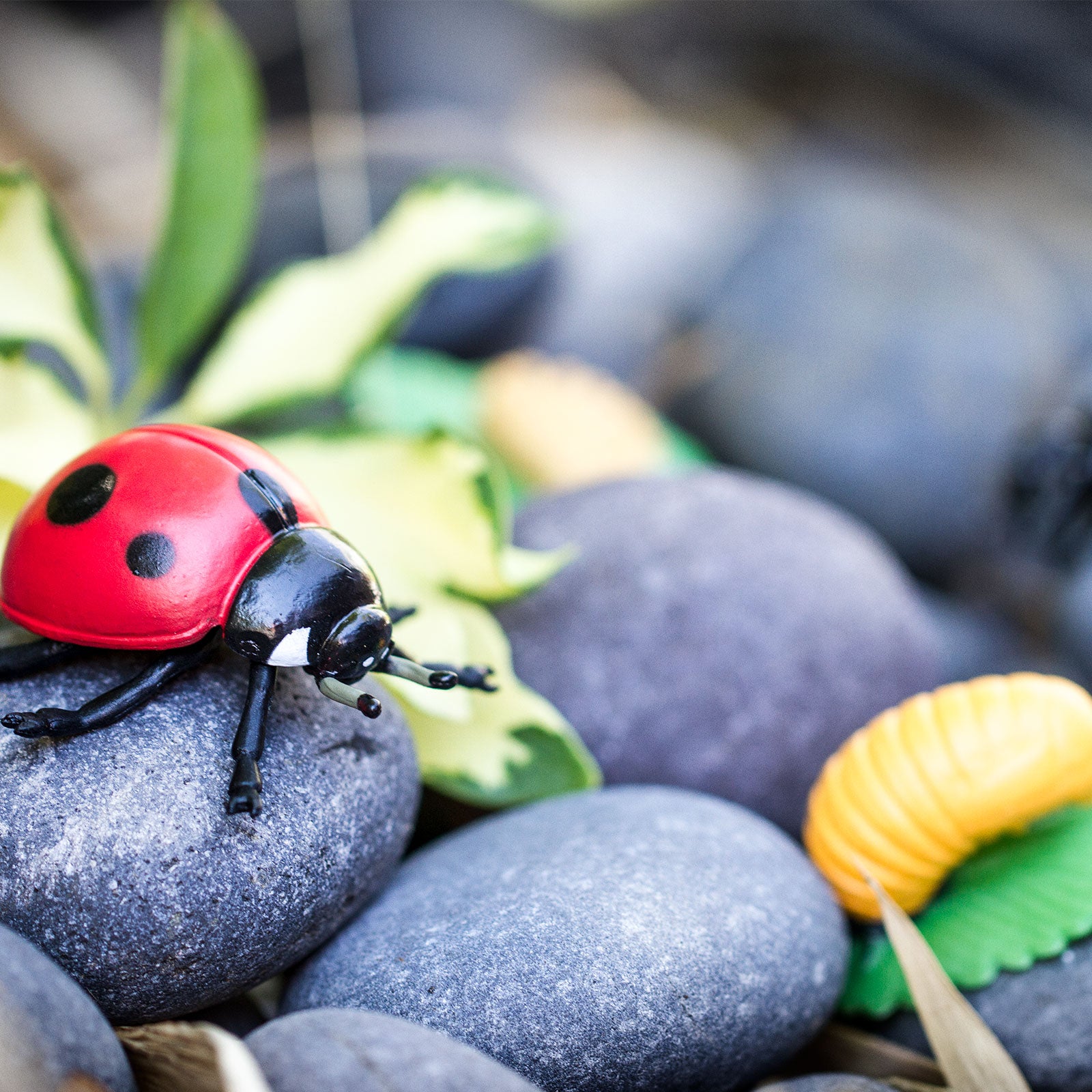 Life Cycle of a Ladybug | Safariology® | Safari Ltd®