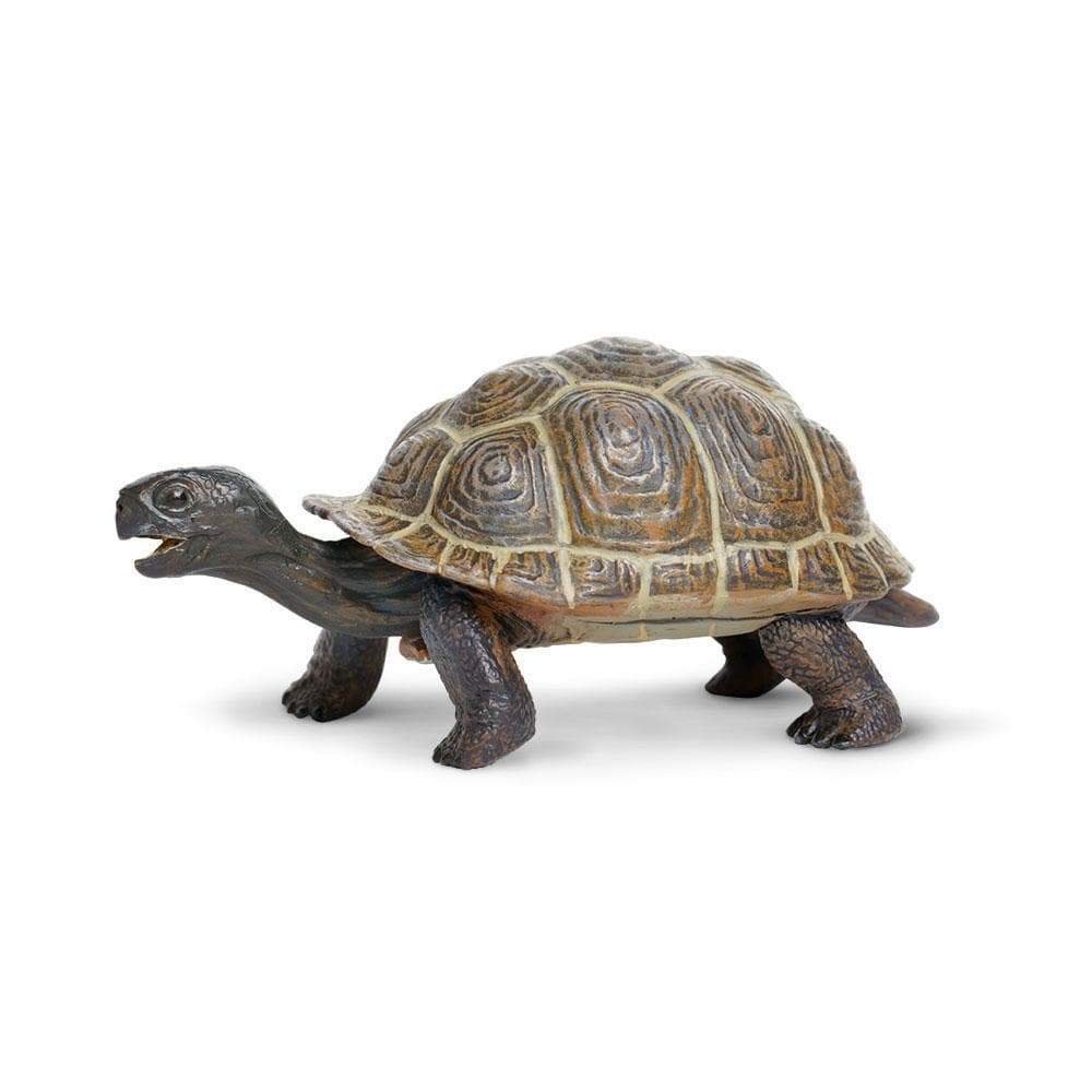 Tortoise Baby - Safari Ltd®