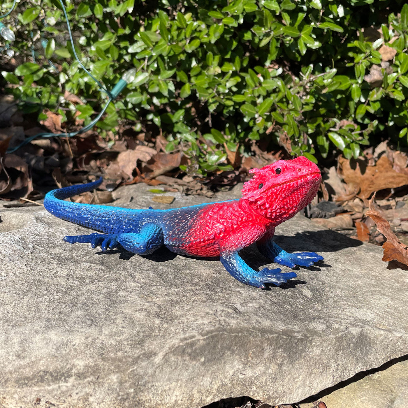 Mwanza Flat-Headed Rock Agama Toy Figure |  | Safari Ltd®