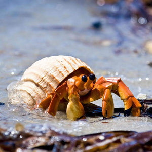 Hermit Crab Toy | Incredible Creatures | Safari Ltd®