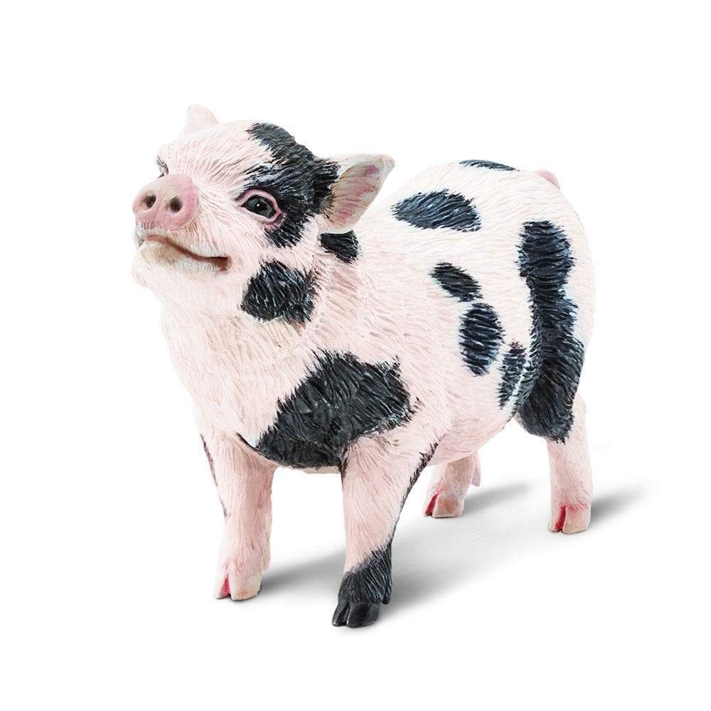 Toy pig breed shops