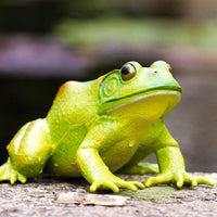 American Bullfrog Toy | Incredible Creatures | Safari Ltd®