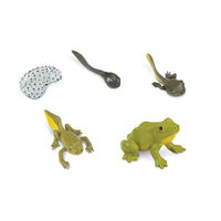 Life Cycle of a Frog - Safari Ltd®