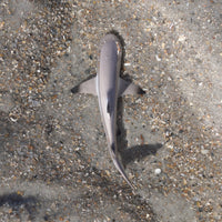 Blacktip Reef Shark Toy | Sea Life | Safari Ltd®