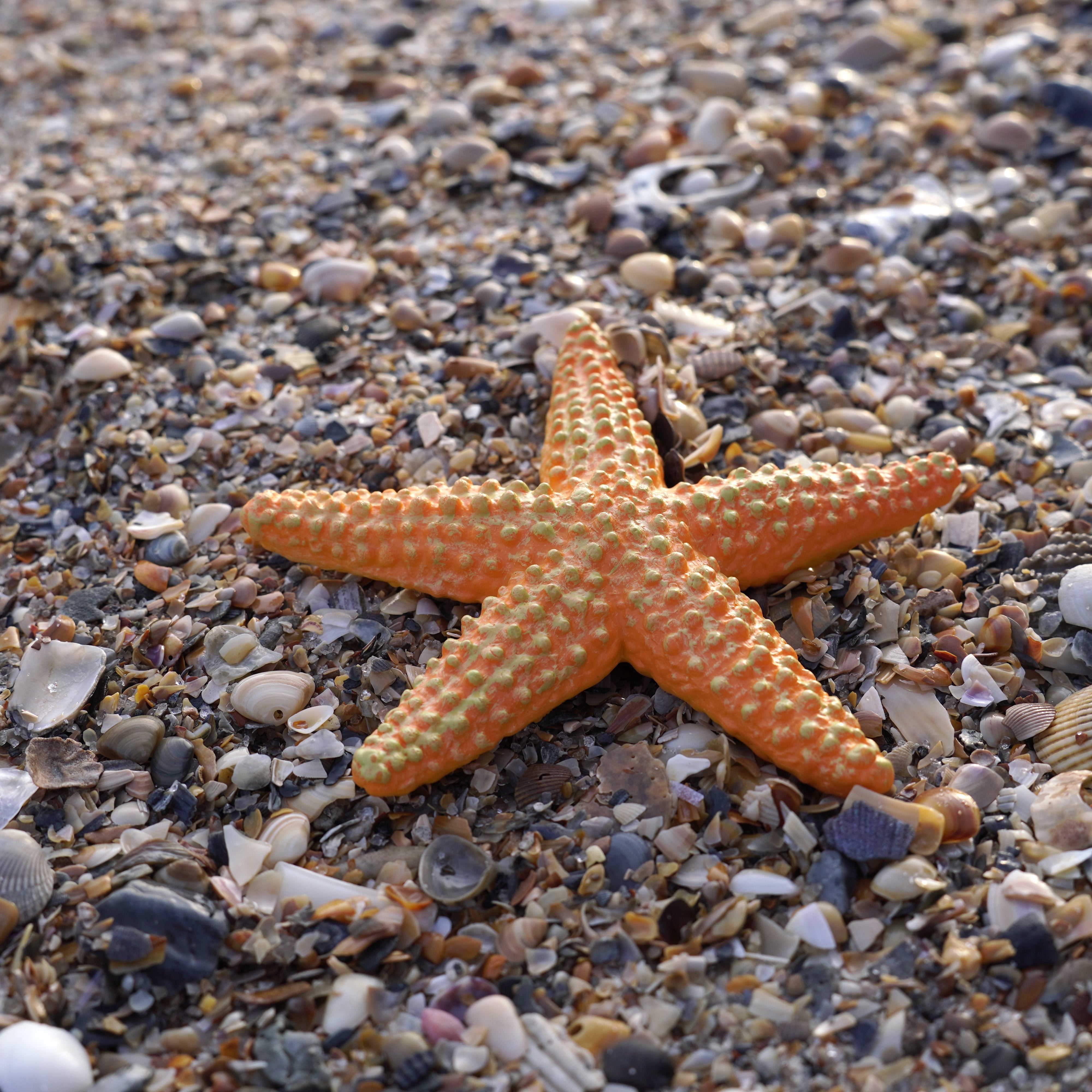 Orange Starfish Toy | Sea Life | Safari Ltd®