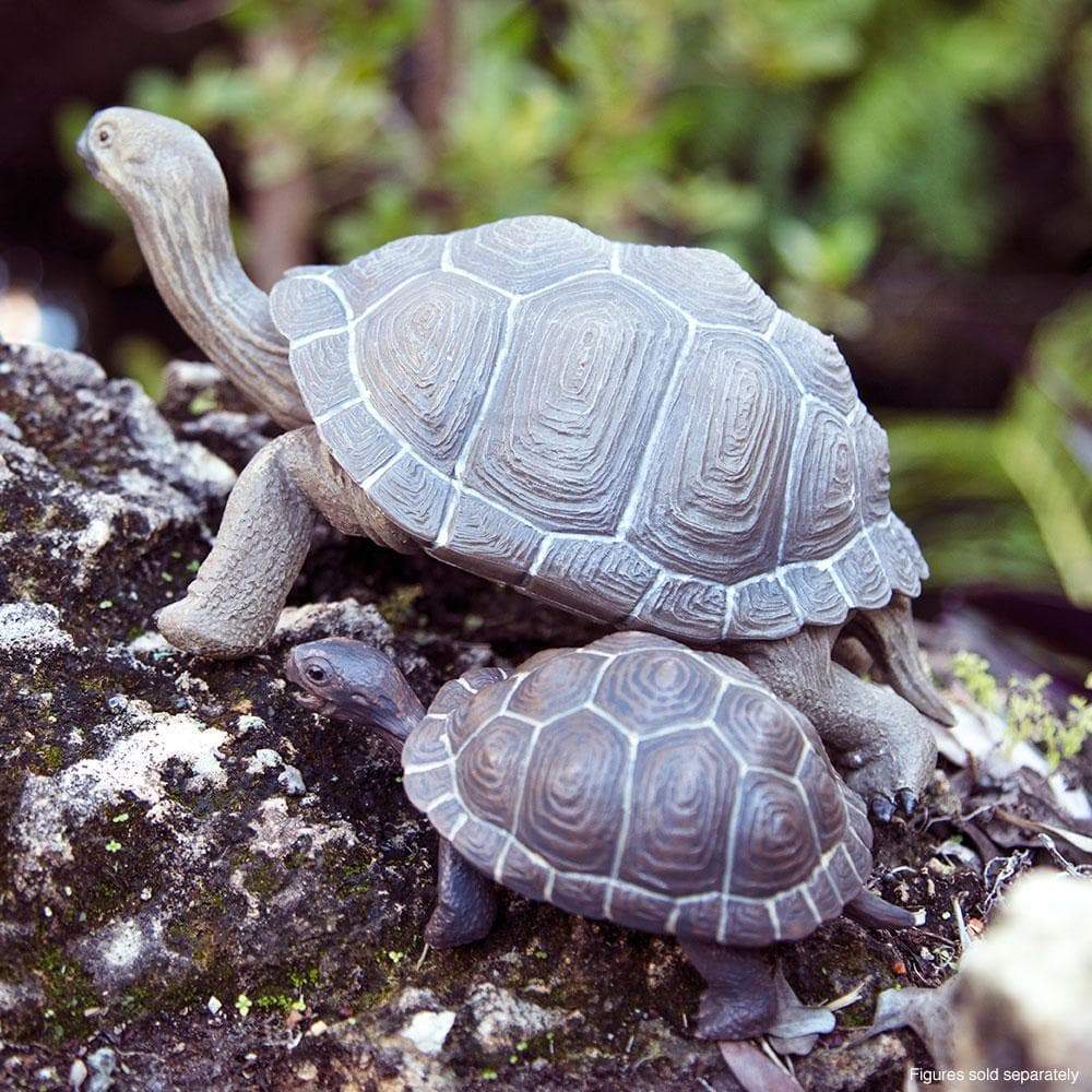 Tortoise Baby