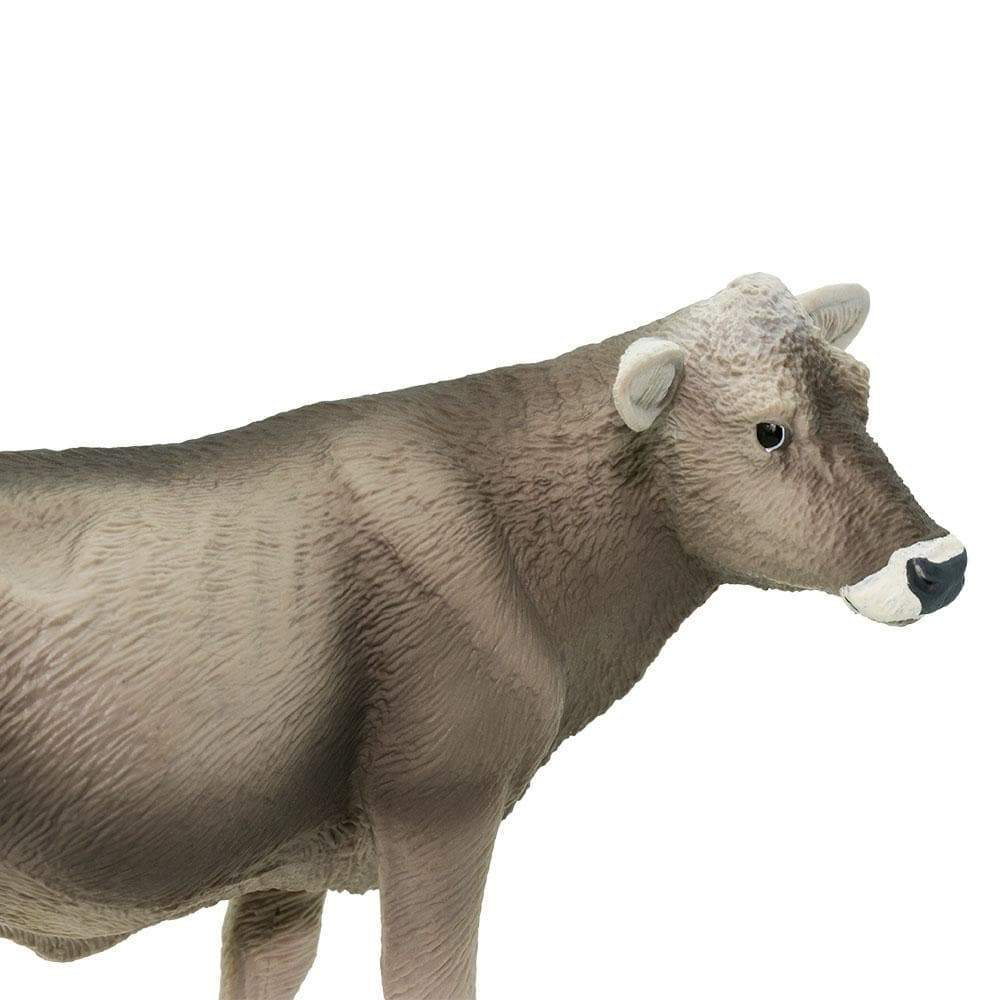 Brown Swiss Cow