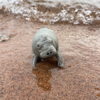 Manatee Toy