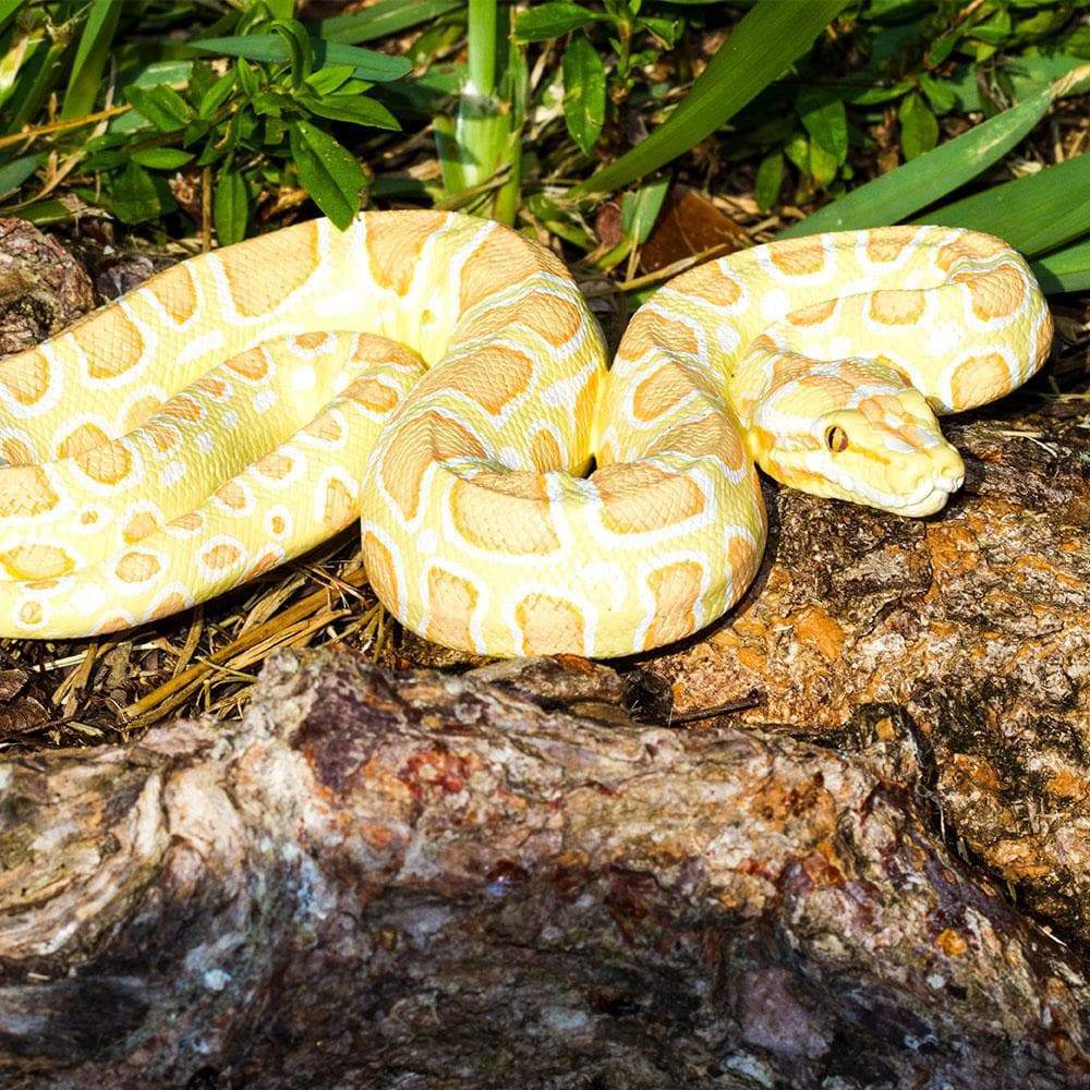 Albino Burmese Python Toy Snake