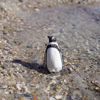 Humboldt Penguin Toy