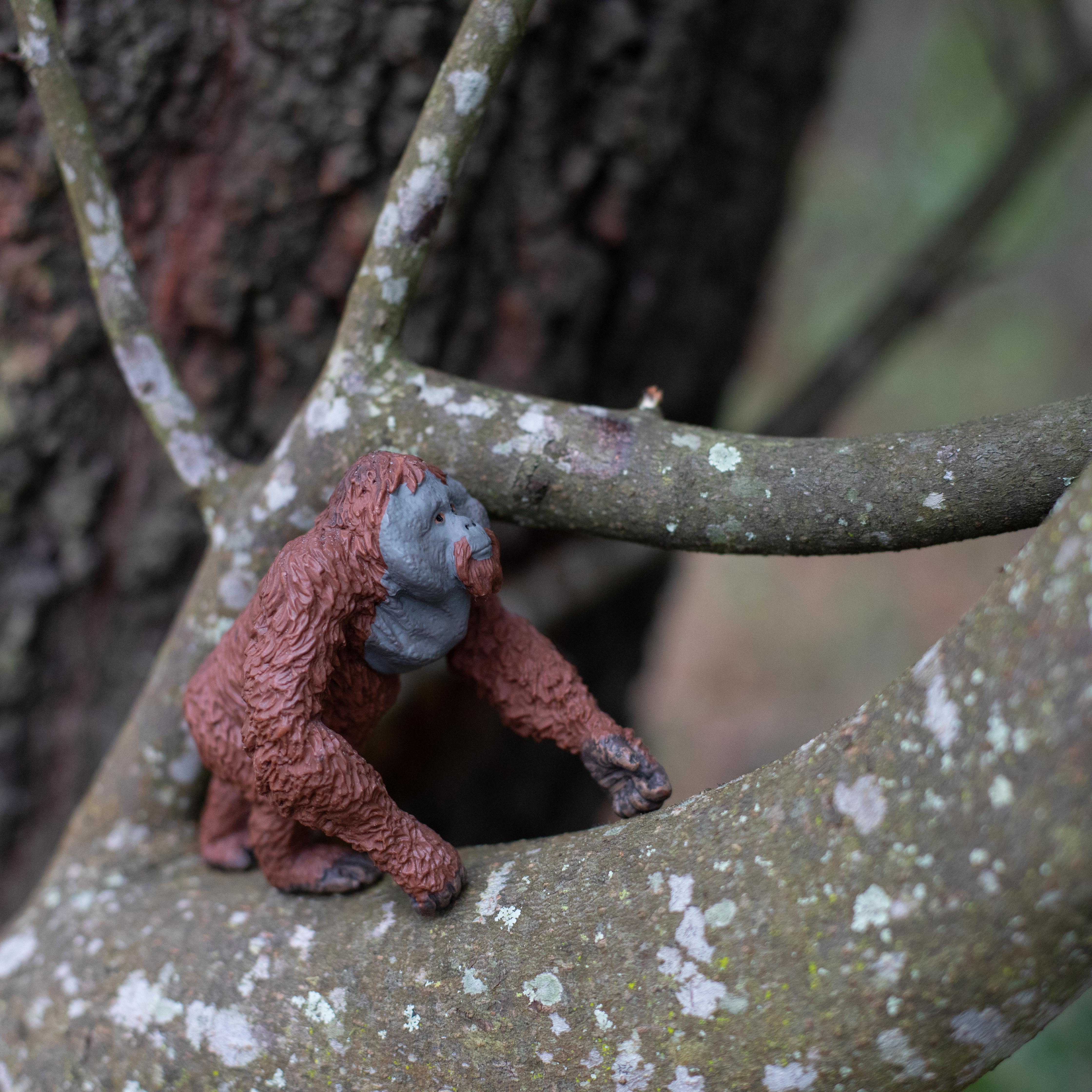 Male Orangutan Toy | Wildlife Animal Toys | Safari Ltd®