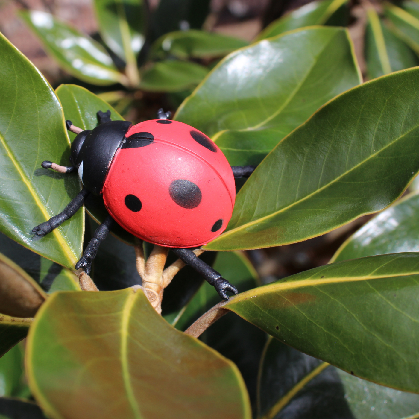 Life Cycle of a Ladybug | Safariology® | Safari Ltd®