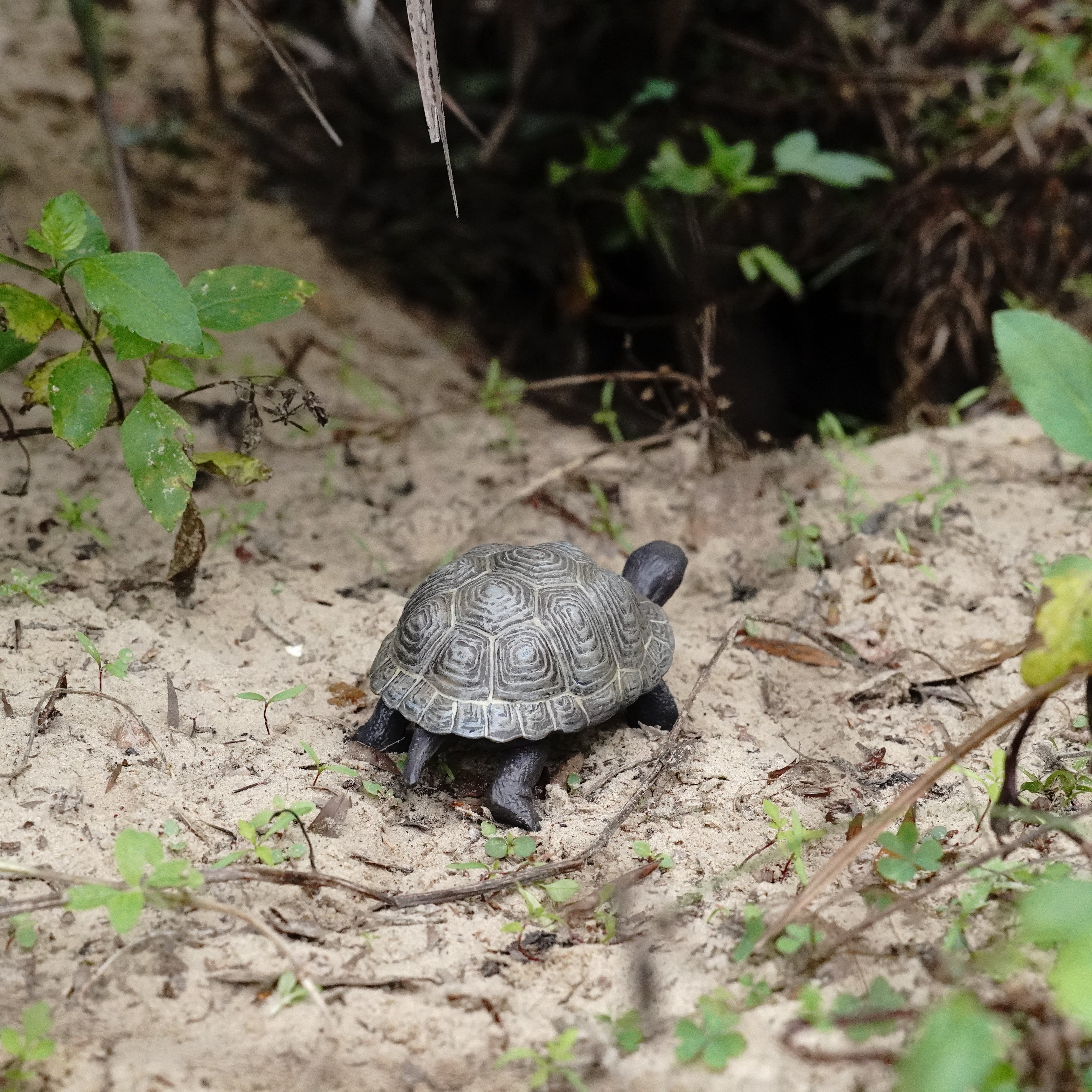 Tortoise Baby