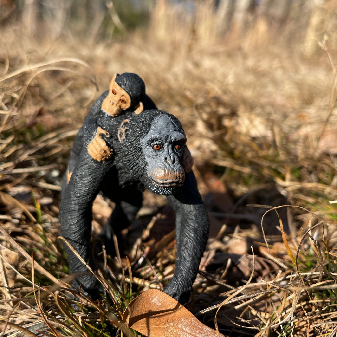 Chimpanzee with Baby Toy