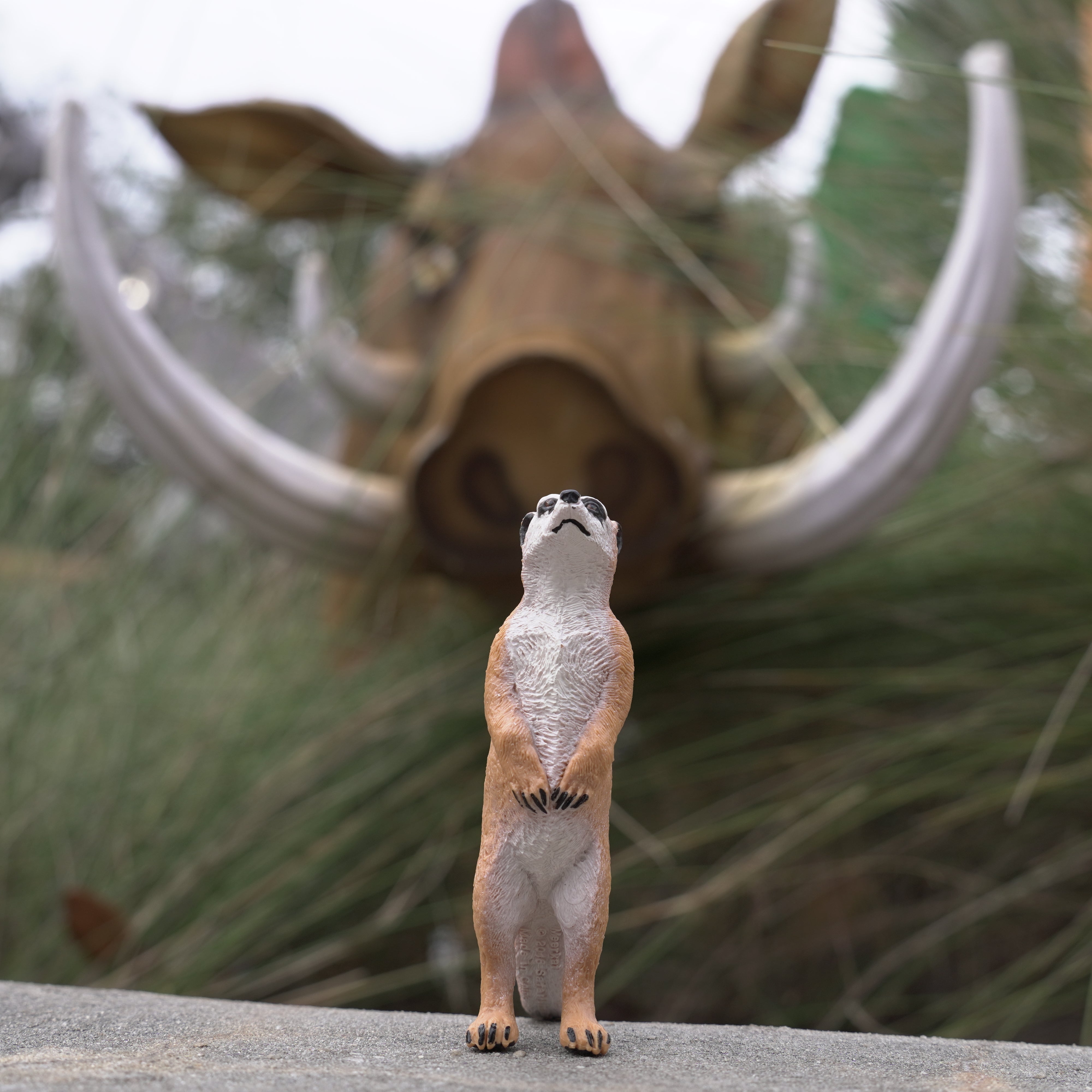 Meerkat Toy