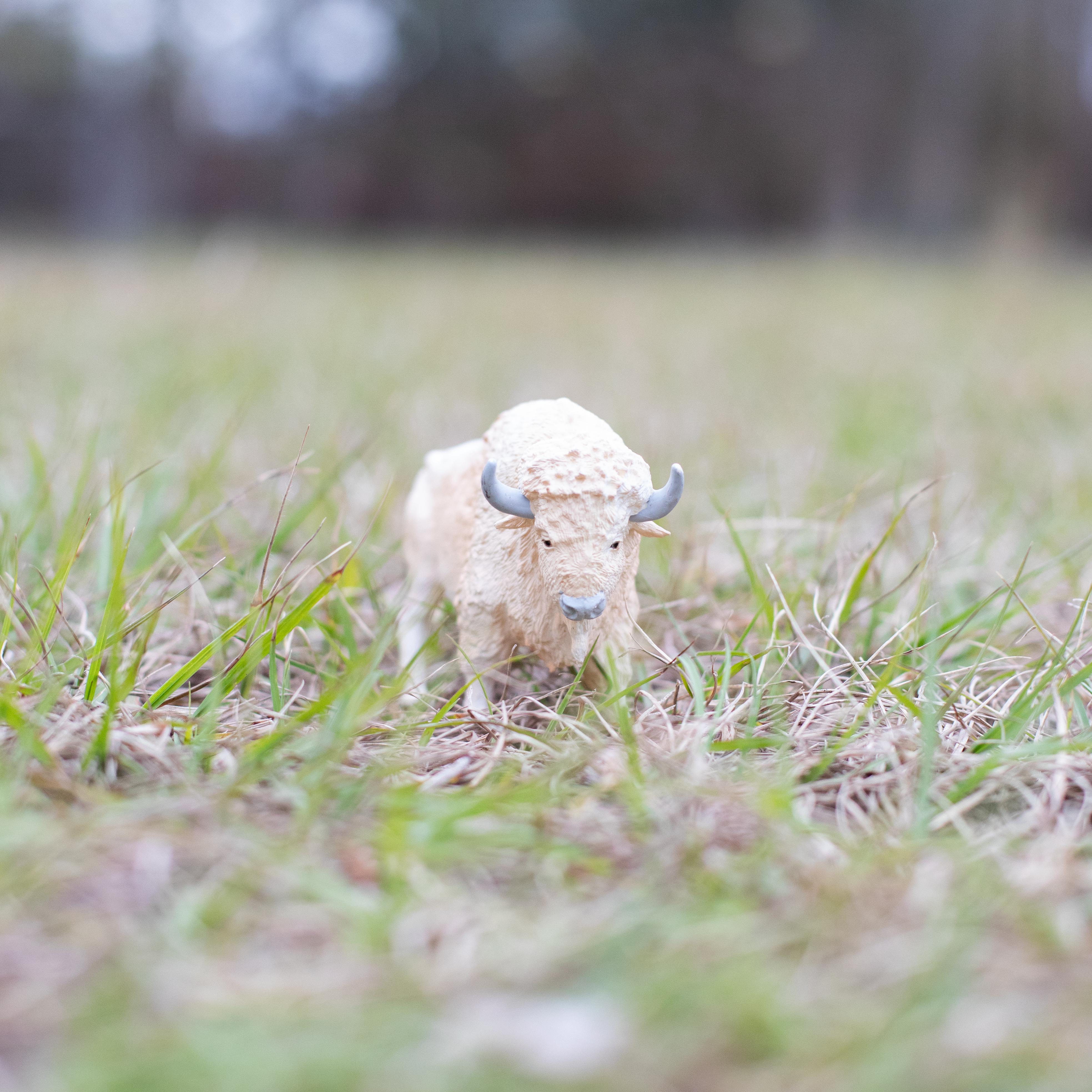 White Buffalo Toy | Wildlife Animal Toys | Safari Ltd®