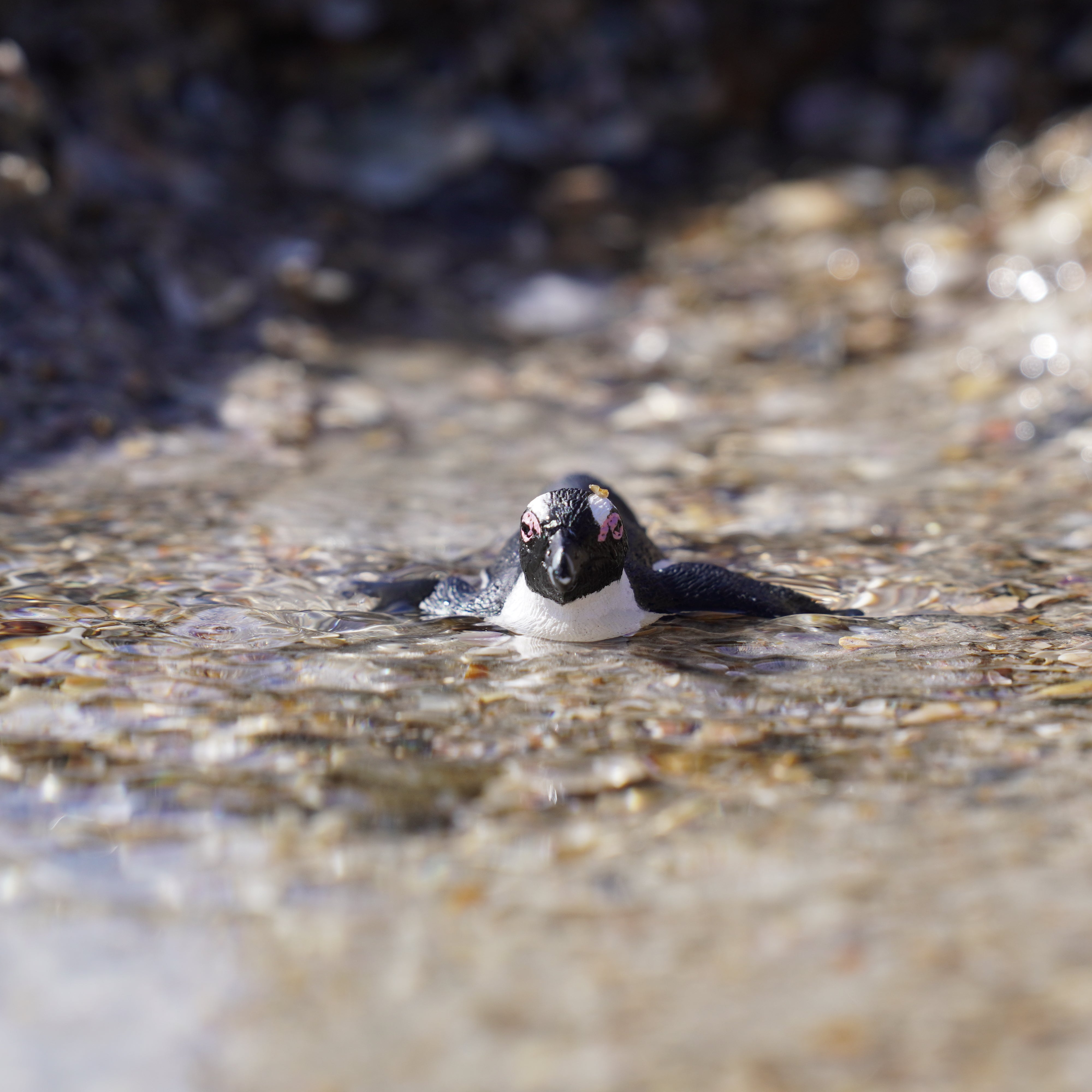 South African Penguin Toy