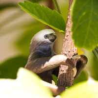 Two-Toed Sloth Toy