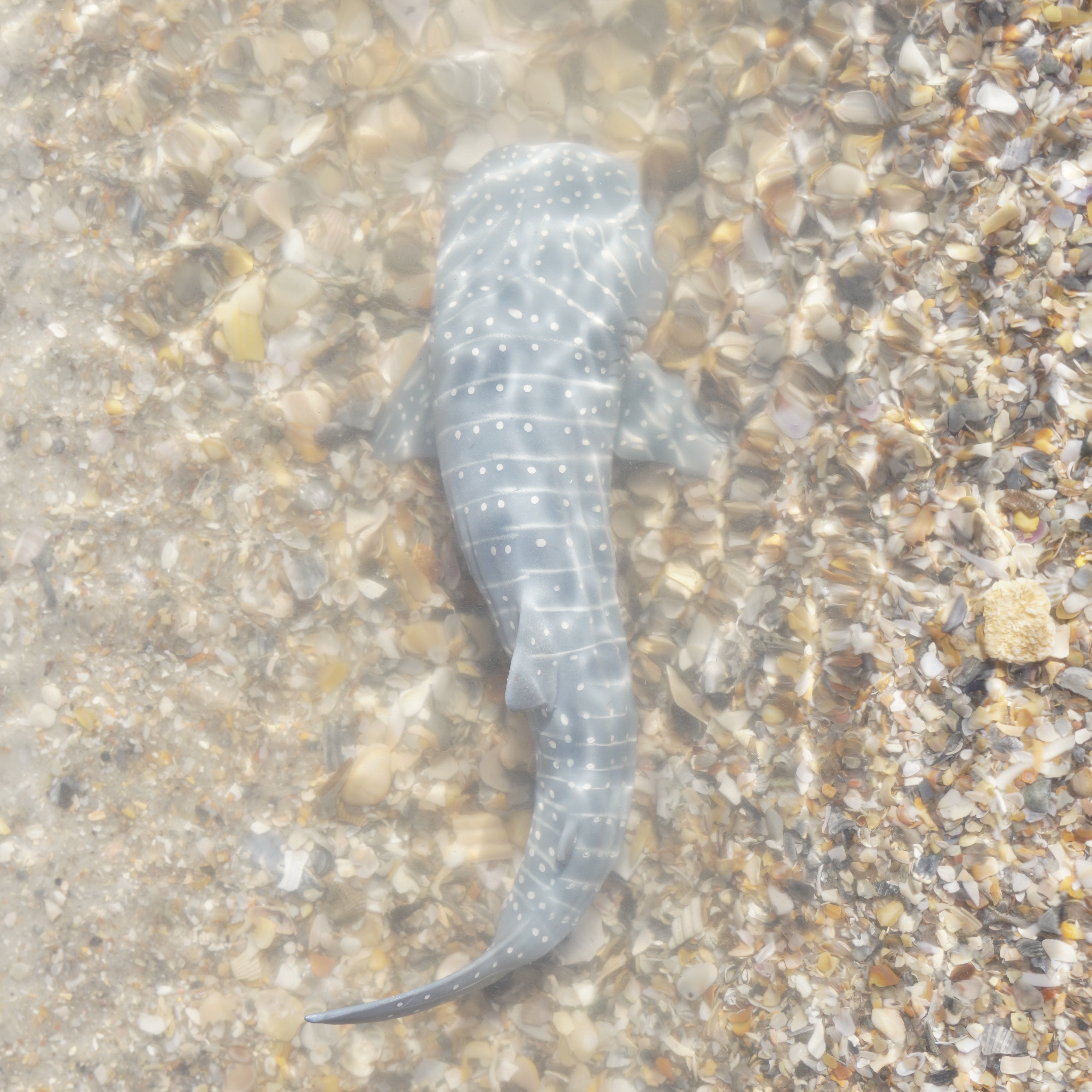 Whale Shark Toy