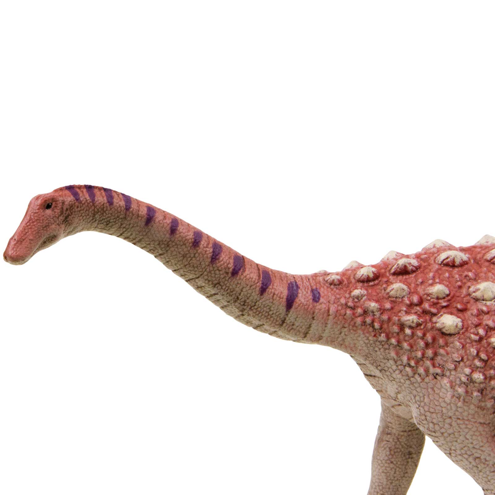 Saltasaurus Dinosaur Toy Figure |  | Safari Ltd®