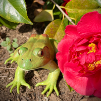 American Bullfrog Toy | Incredible Creatures | Safari Ltd®