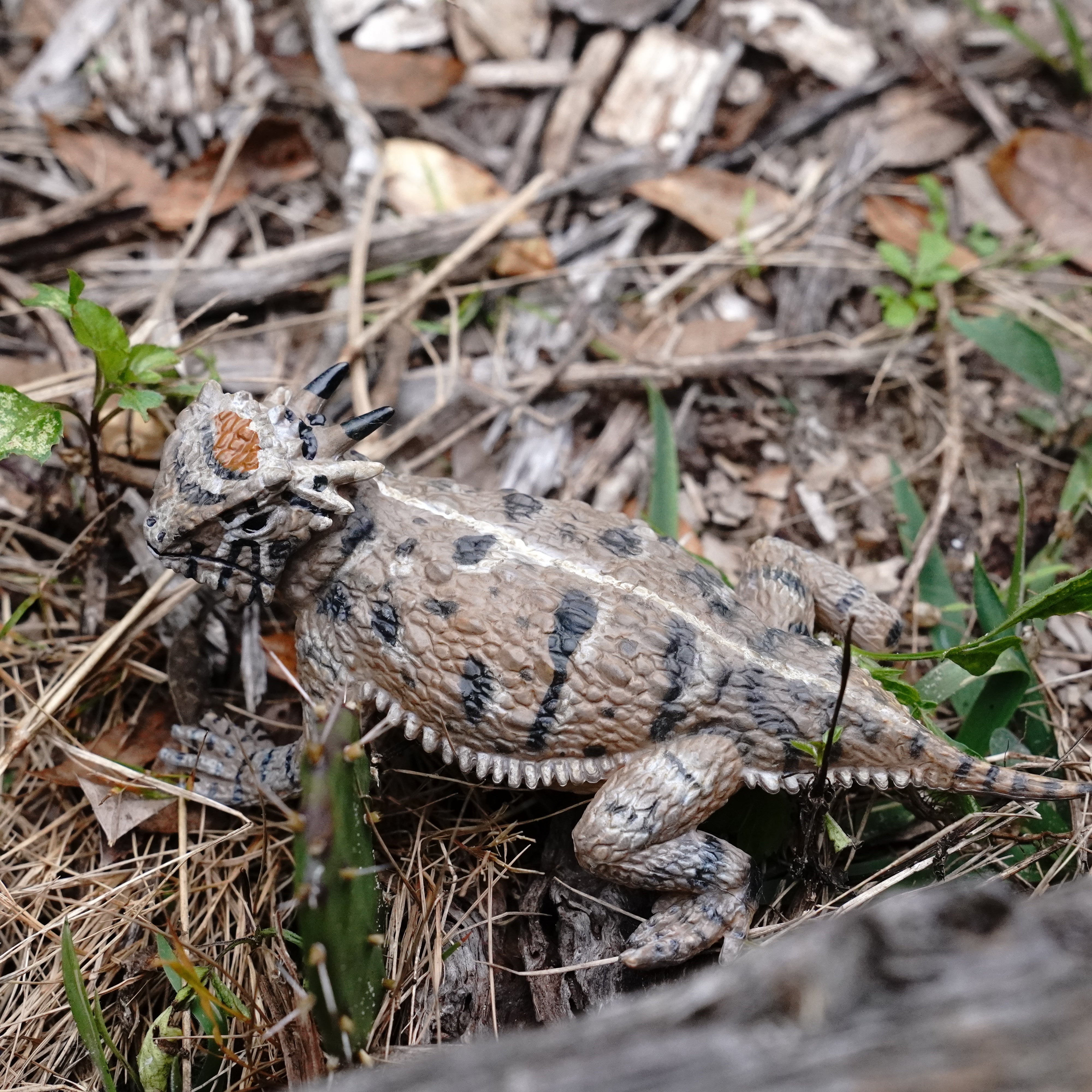 Horned Lizard Toy | Incredible Creatures | Safari Ltd®