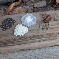 Life Cycle of a Spider | Safariology® | Safari Ltd®