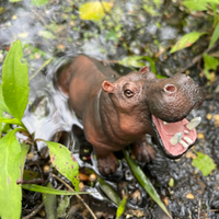 Hippopotamus Toy