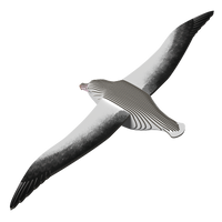 EUGY Royal Albatross 3D Puzzle | Eugy | Safari Ltd®