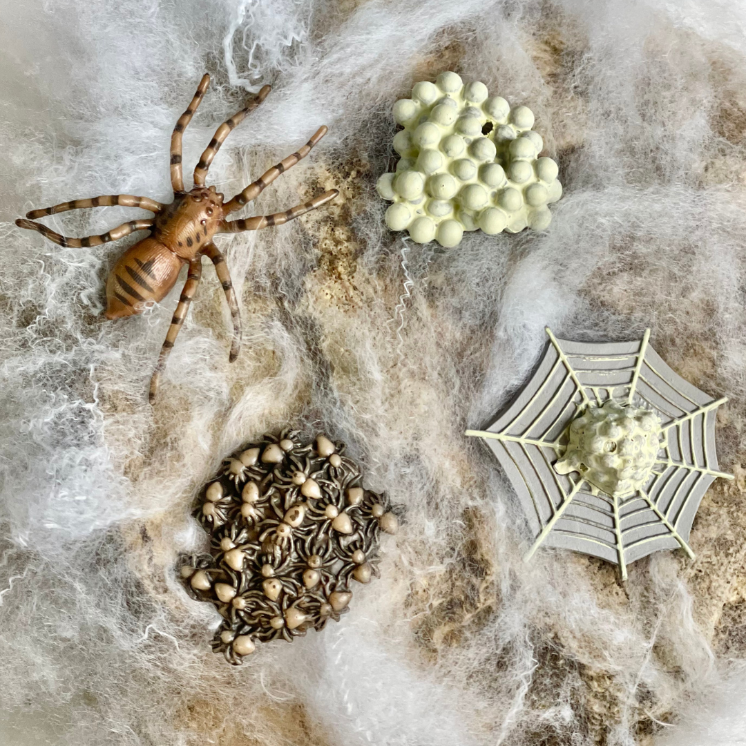 Life Cycle of a Spider | Safariology® | Safari Ltd®