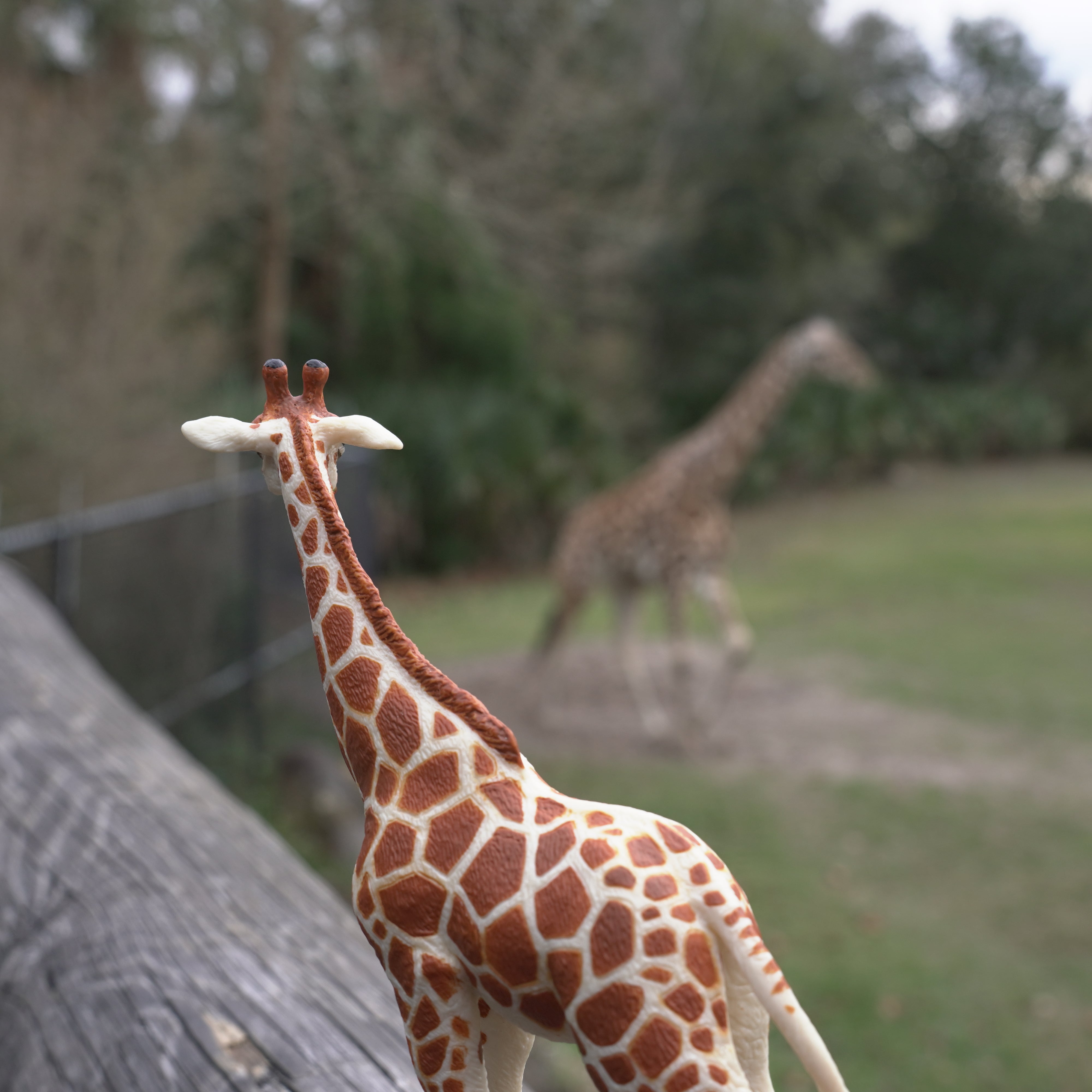 Reticulated Giraffe Toy