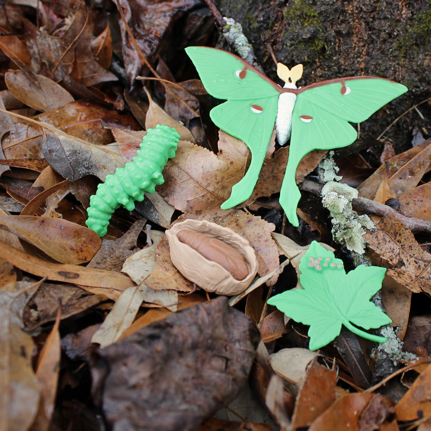 Life Cycle of a Luna Moth | Safariology® | Safari Ltd®