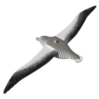 EUGY Royal Albatross 3D Puzzle |  | Safari Ltd®