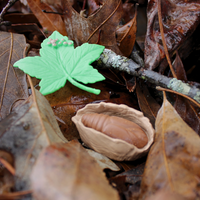 Life Cycle of a Luna Moth | Safariology® | Safari Ltd®