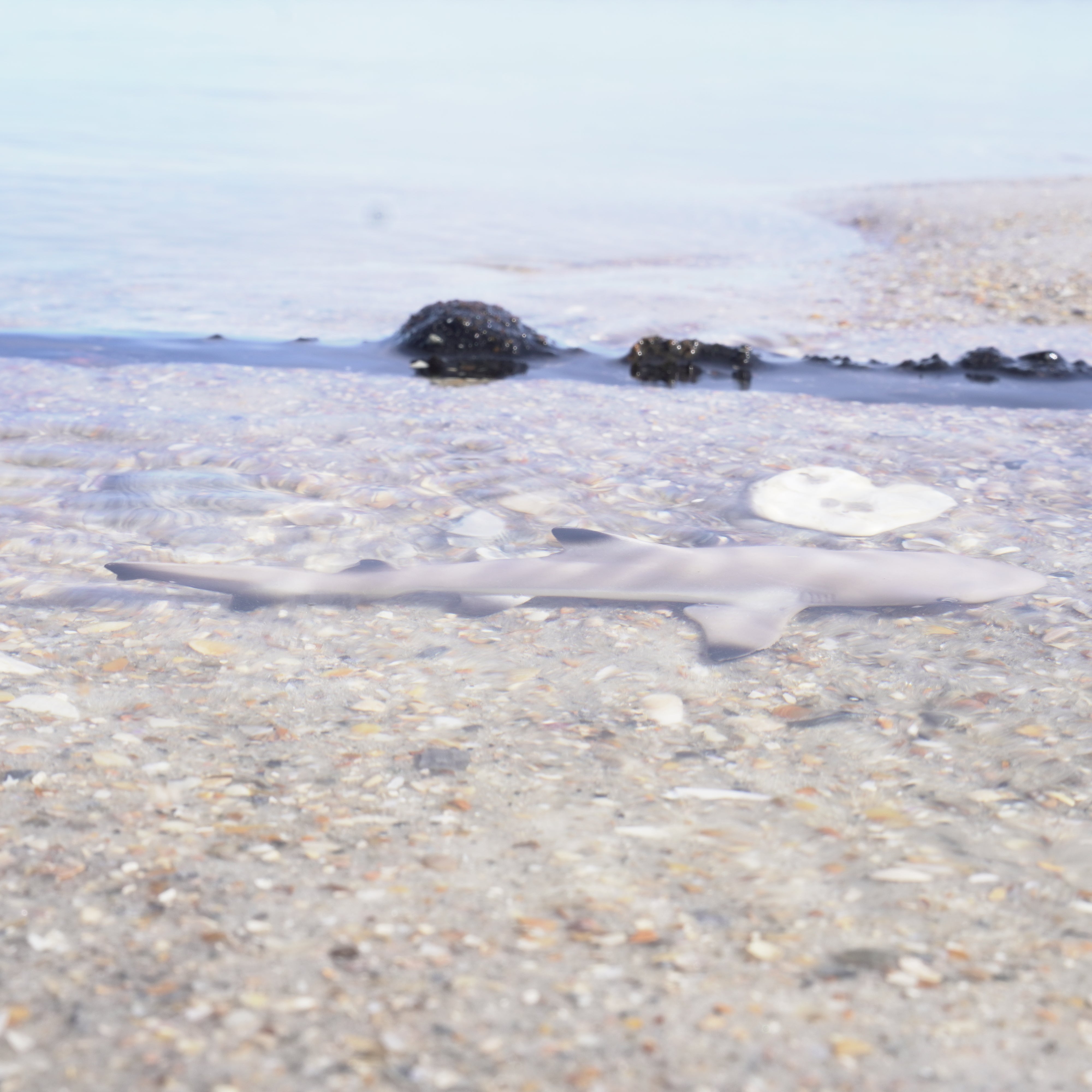 Blacktip Reef Shark Toy