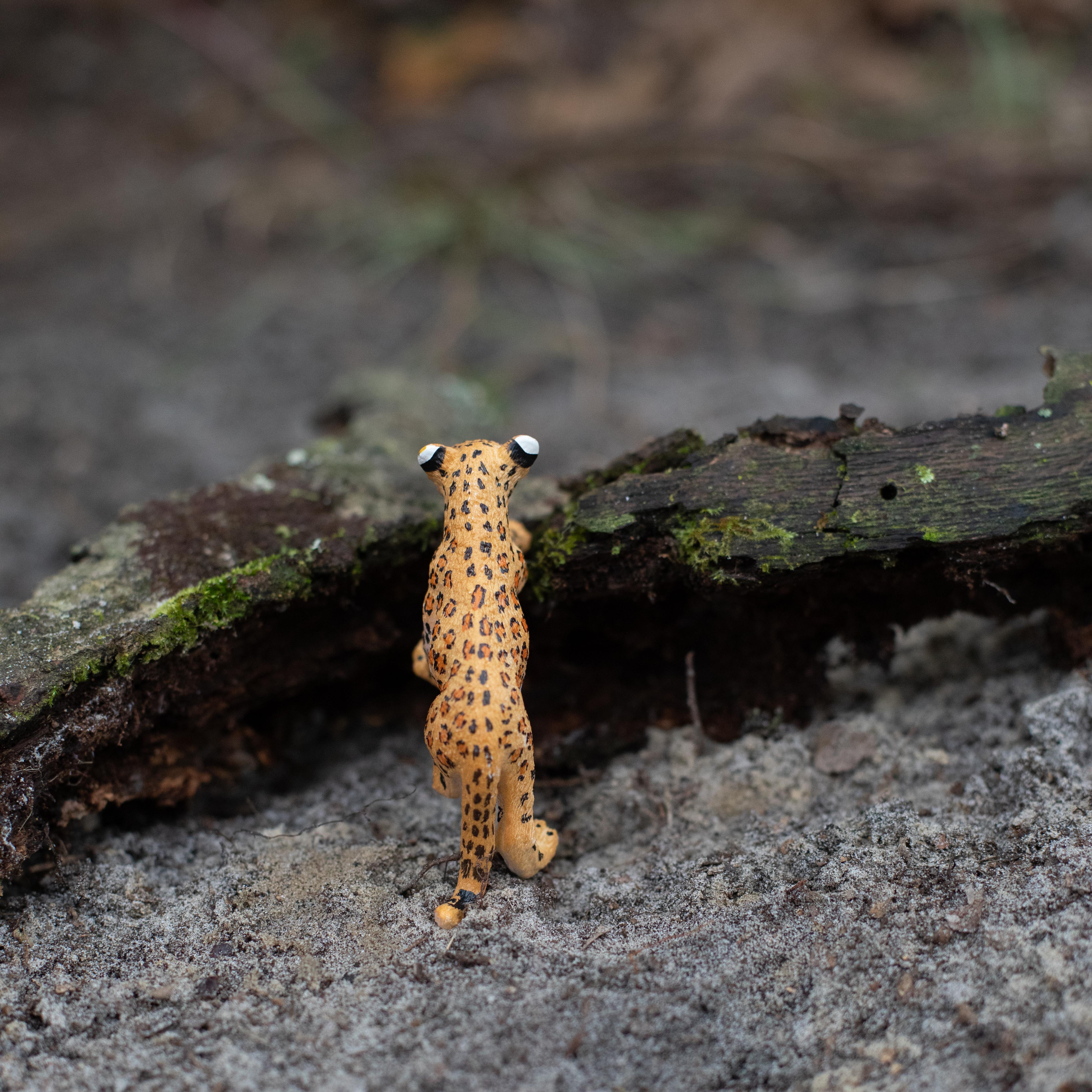 Leopard Cub Toy | Wildlife Animal Toys | Safari Ltd®