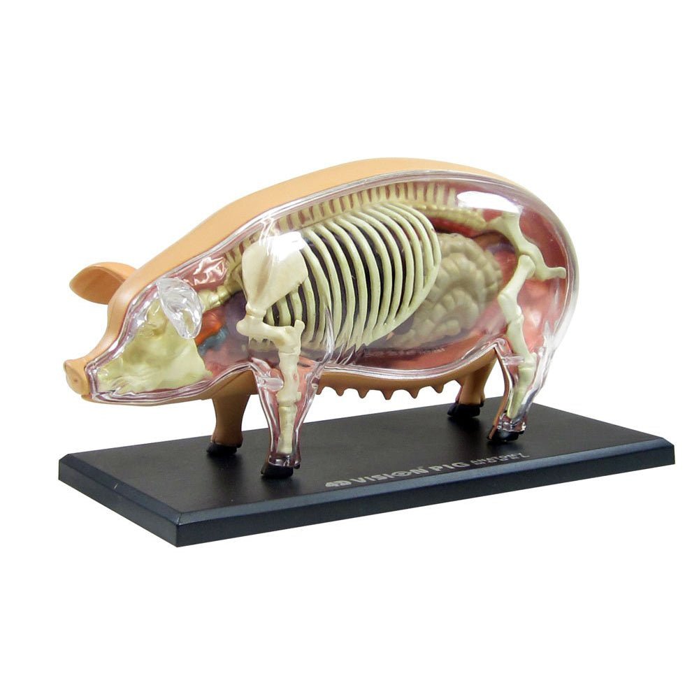 4D Vision Pig Anatomy Model - Safari Ltd®