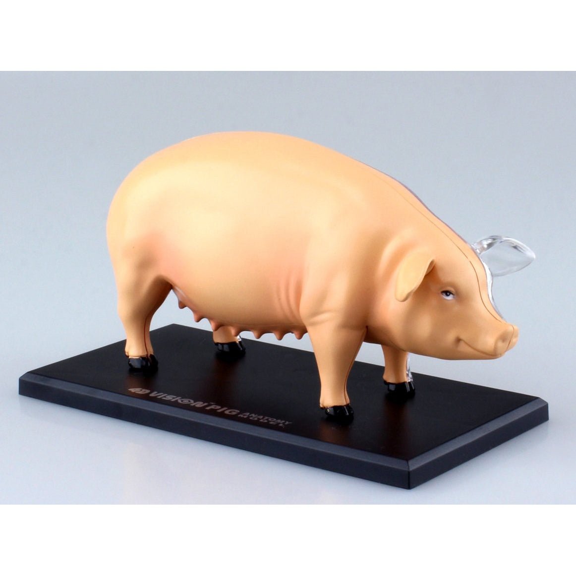 4D Vision Pig Anatomy Model - Safari Ltd®