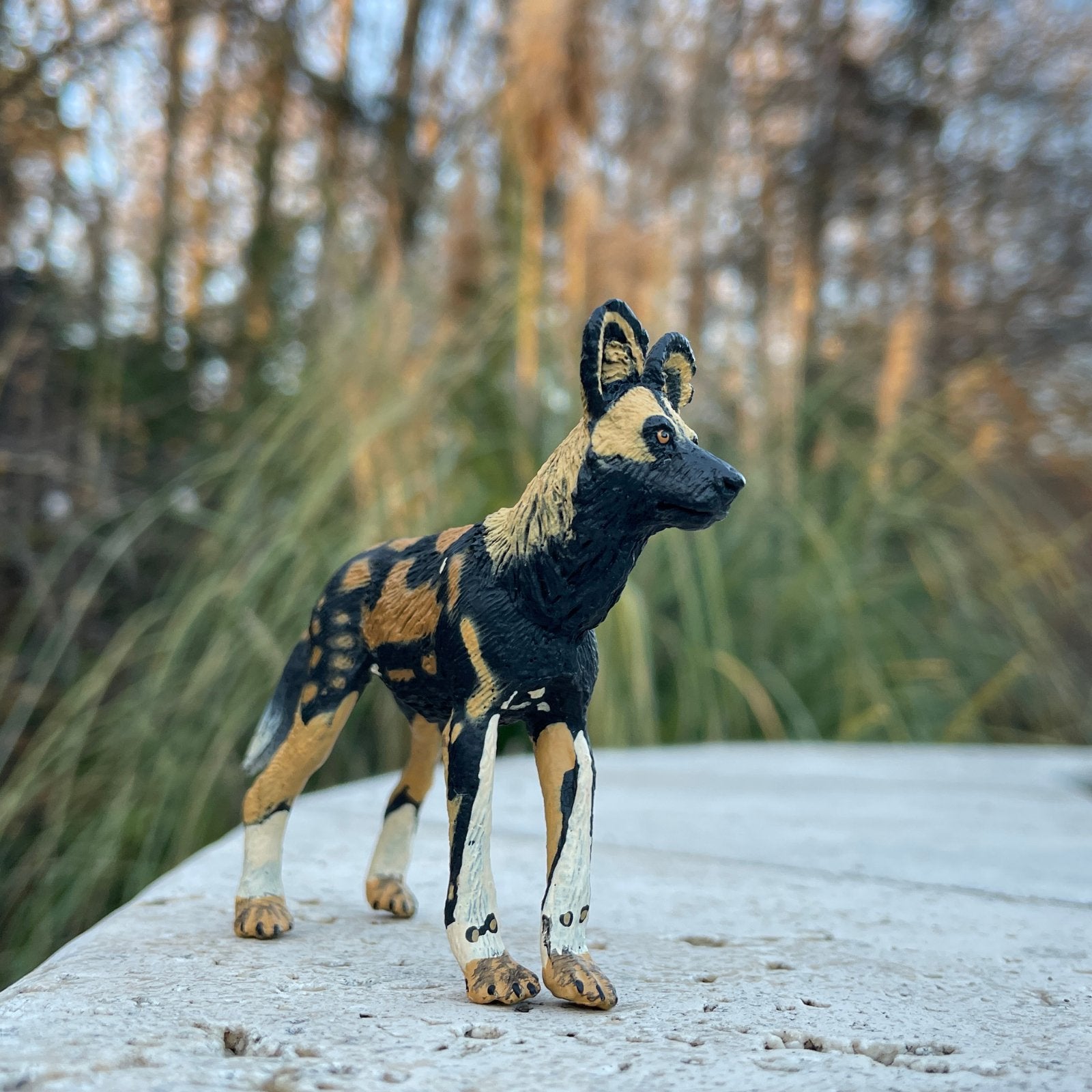 African Wild Dog Toy - Safari Ltd®