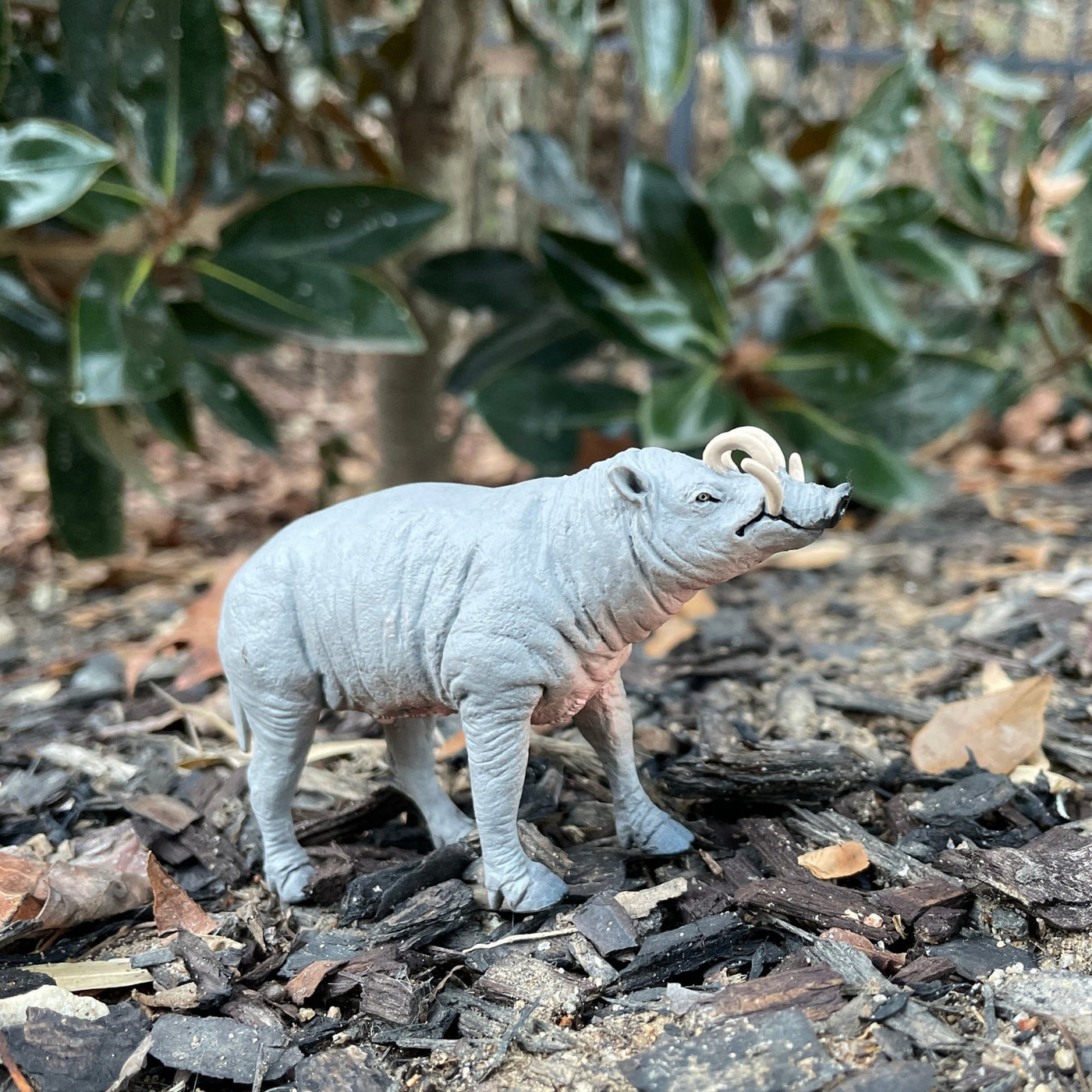 baby babirusa