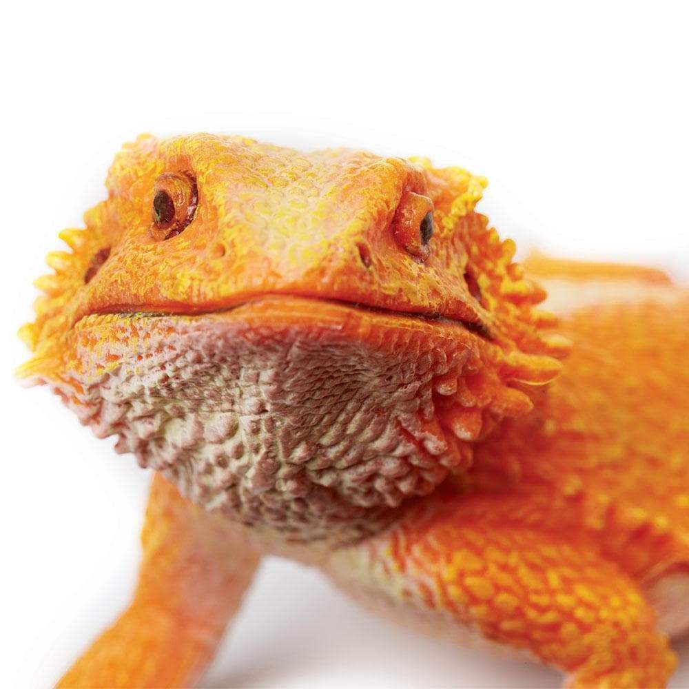 Bearded Dragon - Safari Ltd®